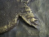 Tablou Fosila peste